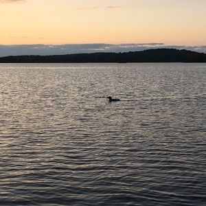 Meet your Posher, Angus